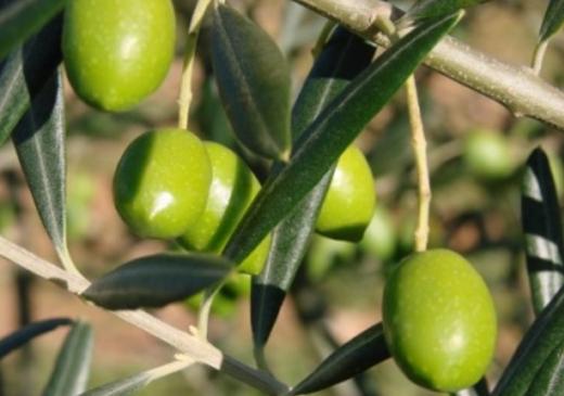 Так ли полезны оливки?