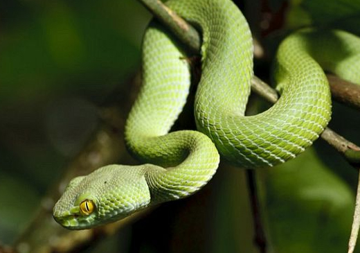 Ядовитые змеи в Таиланде