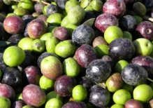 Можно ли употреблять оливки беременным?