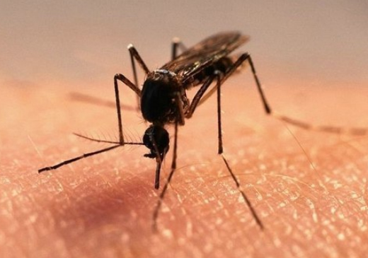 Насколько вредны таблетки и спреи от комаров