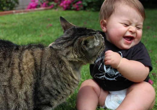 Безопасное общение ребенка с кошкой – возможно?