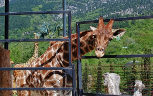 Зоопарк Сказка в Крыму