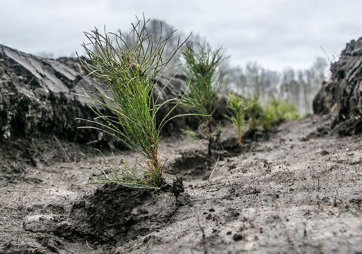 В рамках проекта PosadiLes в России этой весной высажено 115 тысяч деревьев